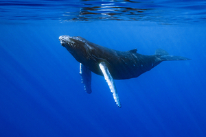 Allemagne : la baleine de nouveau coincée sur la côte baltique