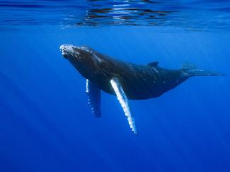 Allemagne : la baleine de nouveau coincée sur...