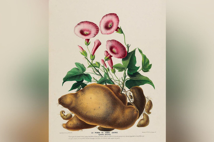 La patate douce, racine américaine.. La patate douce, racine américaine..