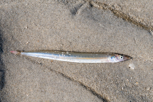 Pêche aux lançons sur les plages : une technique discrète qui demande méthode