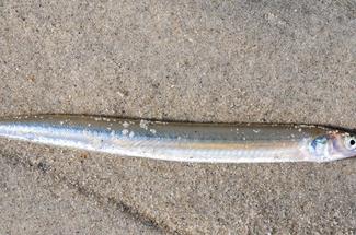 Pêche aux lançons sur les plages : une technique discrète qui demande mé...