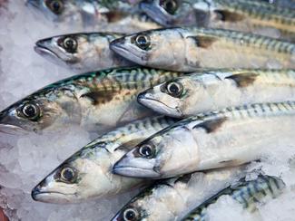 Maquereau : pourquoi ce poisson que les chefs...
