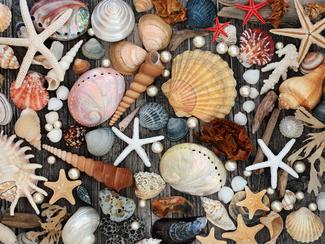 Coquillages rares de collection : ces trésors...