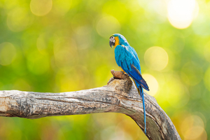 Bahamas : l’incroyable vidéo de ce perroquet parti explorer les fonds sous l’eau