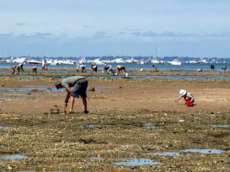 Pêche à pied en France : peut-on la pratiquer...