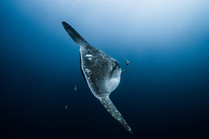 Poisson-lune : le géant plat des océans qui semble flotter entre 2 mondes
