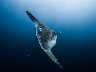 Poisson-lune : le géant plat des océans qui...