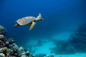 Champ magnétique terrestre et navigation animale : comment les animaux marins s’orientent sans boussole
