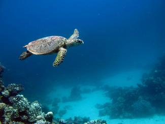 Champ magnétique terrestre et navigation...