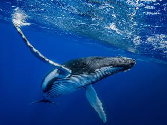 Allemagne: nouvel espoir pour la baleine...