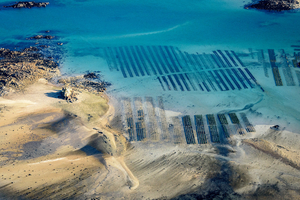 L’huître, sentinelle du littoral : comment aide-t-elle à freiner l’érosion des côtes