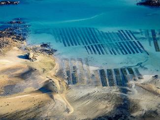 L’huître, sentinelle du littoral : comment...