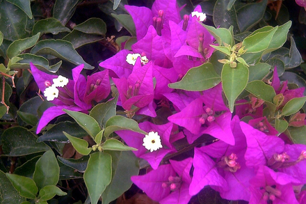 Bougainvillea spectabilis Bougainvillea spectabilis