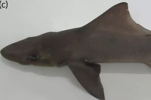 Le requin-chien à dos de voilier réapparaît après 50 ans d’absence