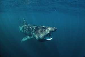 Un impressionnant requin-pèlerin de 10 mètres repéré en mer Méditerranée