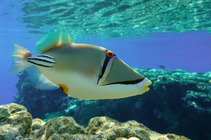 Poisson-lime picasso : un poisson de récif aussi spectaculaire que territorial