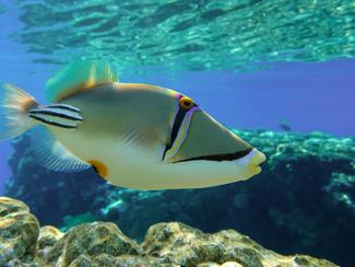 Poisson-lime picasso : un poisson de récif...