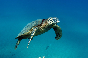 Ces animaux marins qui hibernent eux aussi… ou presque