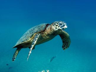 Ces animaux marins qui hibernent eux aussi… ou...