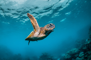 Les règles pour observer les tortues marines dans les Îles de Guadeloupe