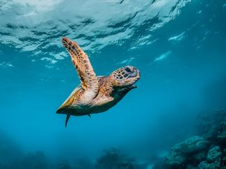 Les règles pour observer les tortues marines...