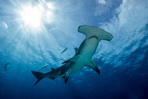 Requin marteau : le seigneur aux yeux écartés qui transforme l’océan en terrain de chasse