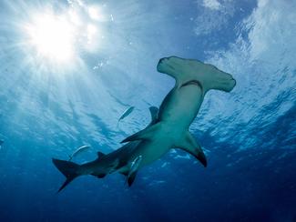 Requin marteau : le seigneur aux yeux écartés...