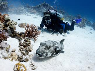 Plongée sous-marine : quel est vraiment...