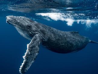 Allemagne: la baleine échouée depuis des...