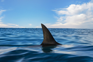 VIDÉO - Italie : un requin mako percute un bateau au large de Gallipoli, grosse frayeur à bord
