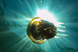 Méduse poumon de mer : cette géante impressionnante mais peu dangereuse que l’on peut croiser près des côtes