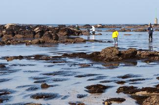 Pêche à pied au printemps : coquillages, crevettes, prudence et bons gestes
