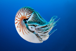 Le nautile, ce mystérieux mollusque qui semble venu d’un autre temps