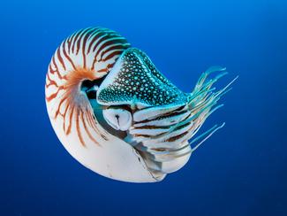 Le nautile, ce mystérieux mollusque qui semble...
