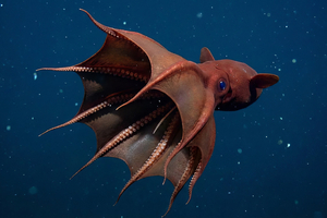 Vampire des abysses : l’étrange créature qui défie les lois de la profondeur