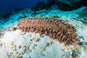 Concombres de mer : ces étranges nettoyeurs des fonds marins jouent un rôle vital dans les océans