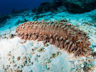 Concombres de mer : ces étranges nettoyeurs...
