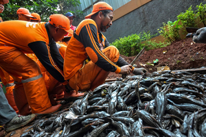 Indonésie: le sapu-sapu, un poisson invasif qui prospère malgré la pollution