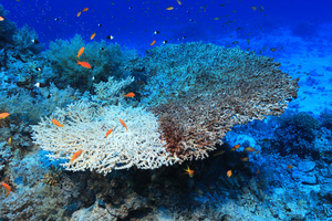 De pêcheurs à jardiniers des mers: la restauration des coraux en Colombie