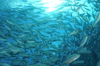 Le retour des maquereaux : comment repérer les bancs actifs en mer ?