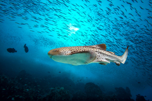 Requin-zèbre : ce requin méconnu aux motifs hypnotiques