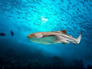 Requin-zèbre : ce requin méconnu aux motifs...