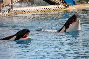 La France veut rapidement envoyer en Espagne les orques du Marineland d'Antibes