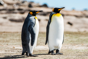 Les manchots empereurs au coeur d'une réunion sur la protection de l'Antarctique
