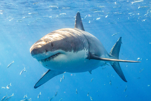 Australie: un homme décède après une attaque de requin
