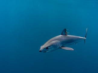 Requin mako échoué en Corse : faut-il vraiment...