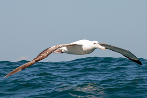 L'habitat de certains oiseaux marins se contracte avec le changement climatique