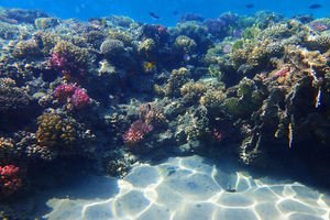 Sous les eaux des Îles de la Guadeloupe, les coraux tirent la sonnette d’alarme