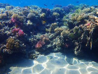 Sous les eaux des Îles de la Guadeloupe, les...