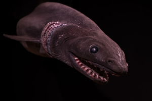 Requin lézard : le requin préhistorique qui intrigue les scientifiques